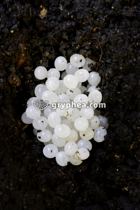 Oeufs d'escargot - Ponte d'escargot Petit-Gris (Helix aspersa) - gryphea.org